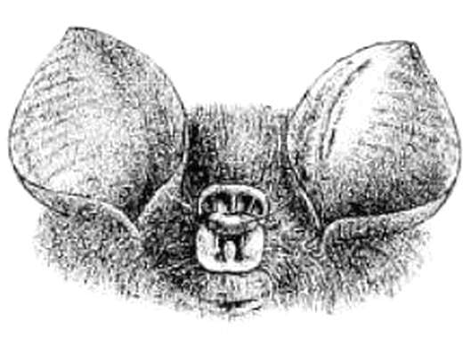 Image de Hipposideros bicolor (Temminck 1834)