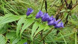 Image of Gentiana asclepiadea L.