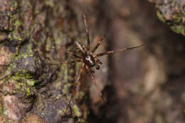 Lepthyphantes minutus (Blackwall 1833) resmi