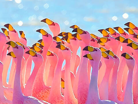 Image of James's Flamingo