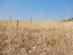 Image of black mustard