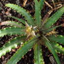 Image of Cryptanthus warren-loosei Leme