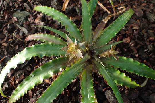 Image of Cryptanthus warren-loosei Leme