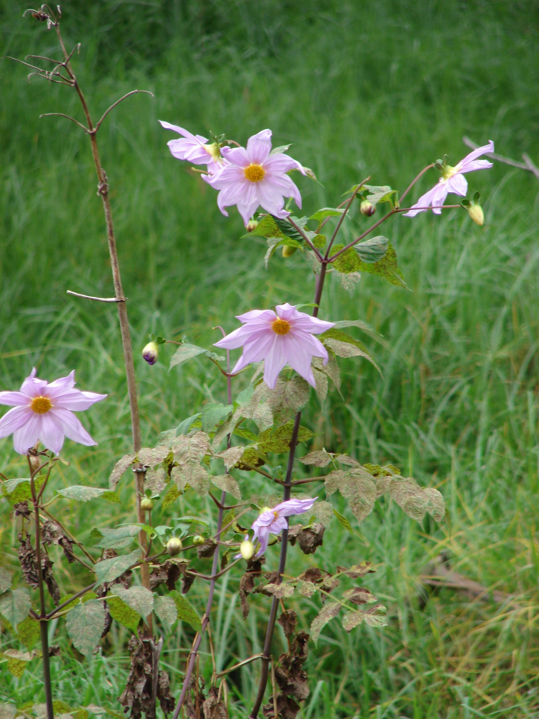 Image of Tree dahlia