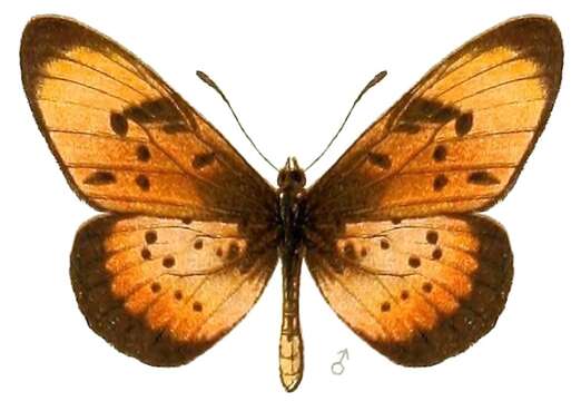 Слика од Acraea natalica Boisduval 1847