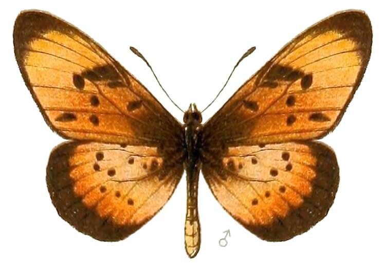 Image de Acraea natalica Boisduval 1847