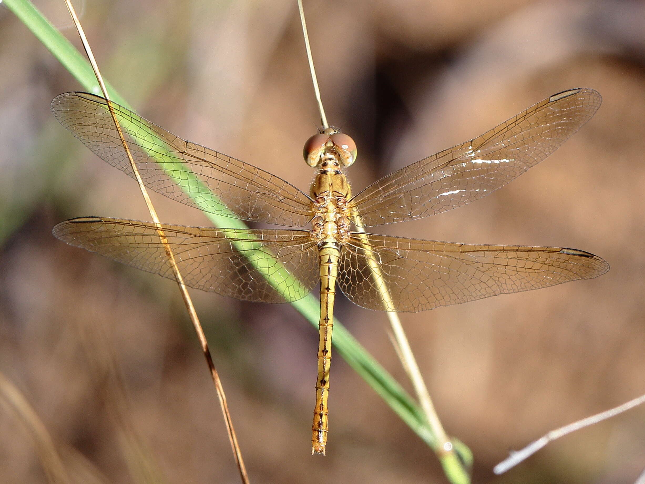 Imagem de Diplacodes bipunctata (Brauer 1865)