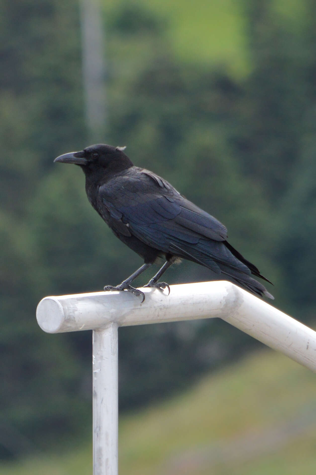 Image of American Crow