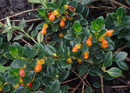 Image of Nematanthus gregarius D. L. Denham