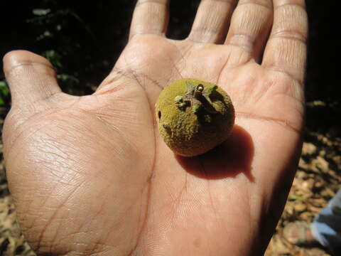 Image of Lepisanthes tetraphylla (Vahl) Radlk.