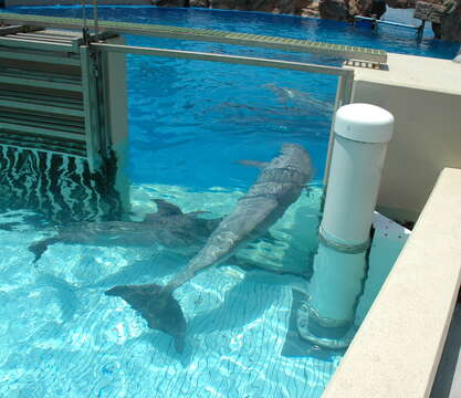 Image of Bottlenose Dolphin