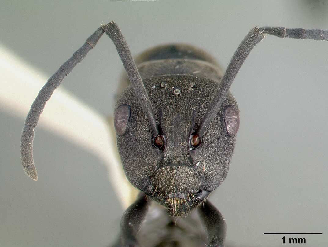 Image de Polyrhachis dives Smith 1857