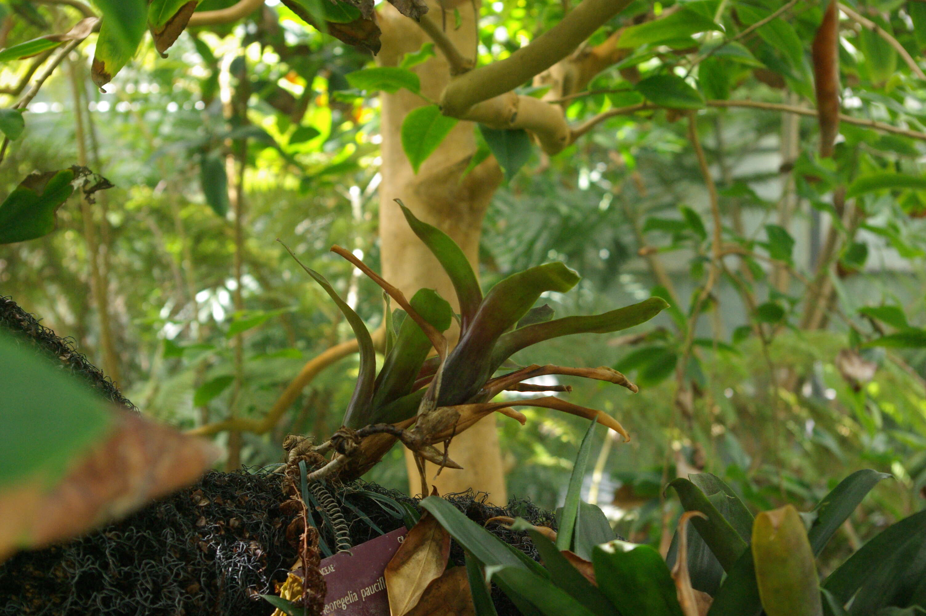 Image of Neoregelia pauciflora L. B. Sm.