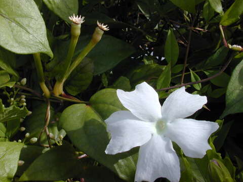 Imagem de Thunbergia fragrans Roxb.