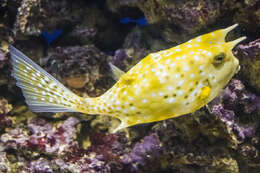 Image of Longhorn cowfish