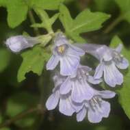 Image of Ajuga japonica Miq.