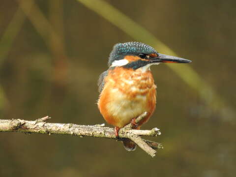 Image of Common Kingfisher