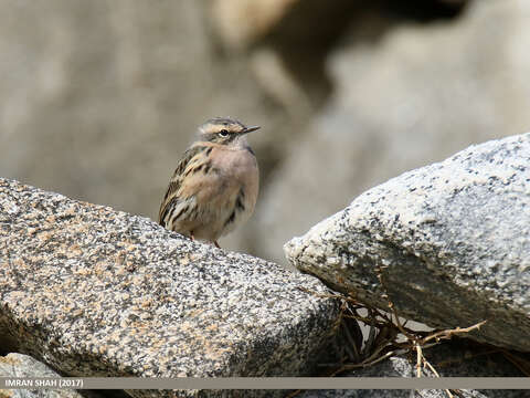 Image of Rosy Pipit