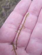 Image of square goose neck moss