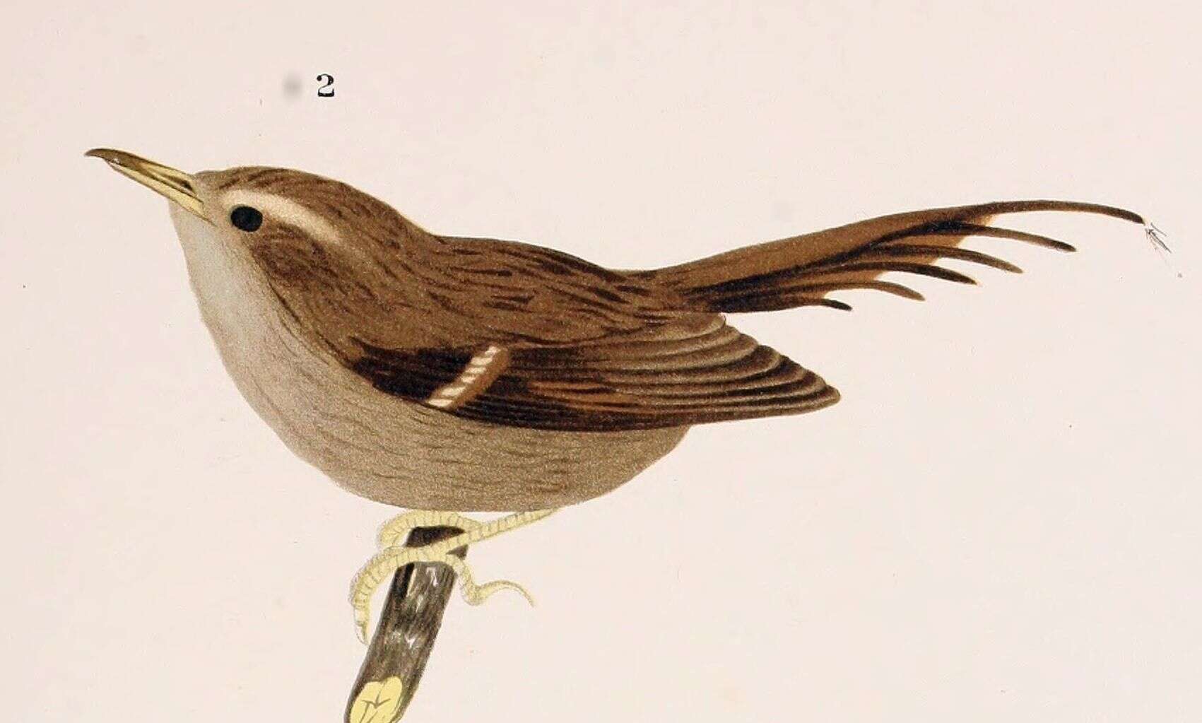 Image of White-winged Cinclodes