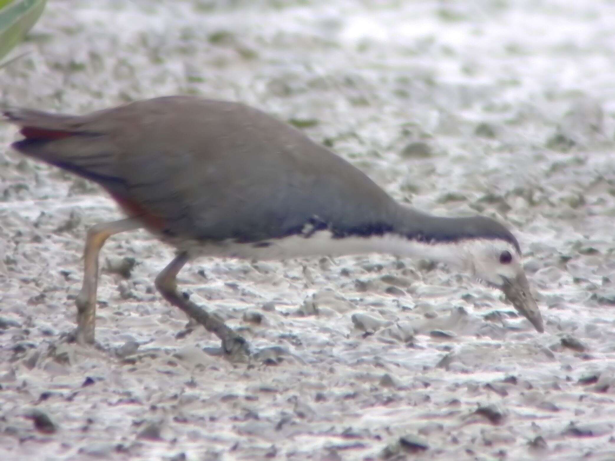 Image of White-breasted Waterhen