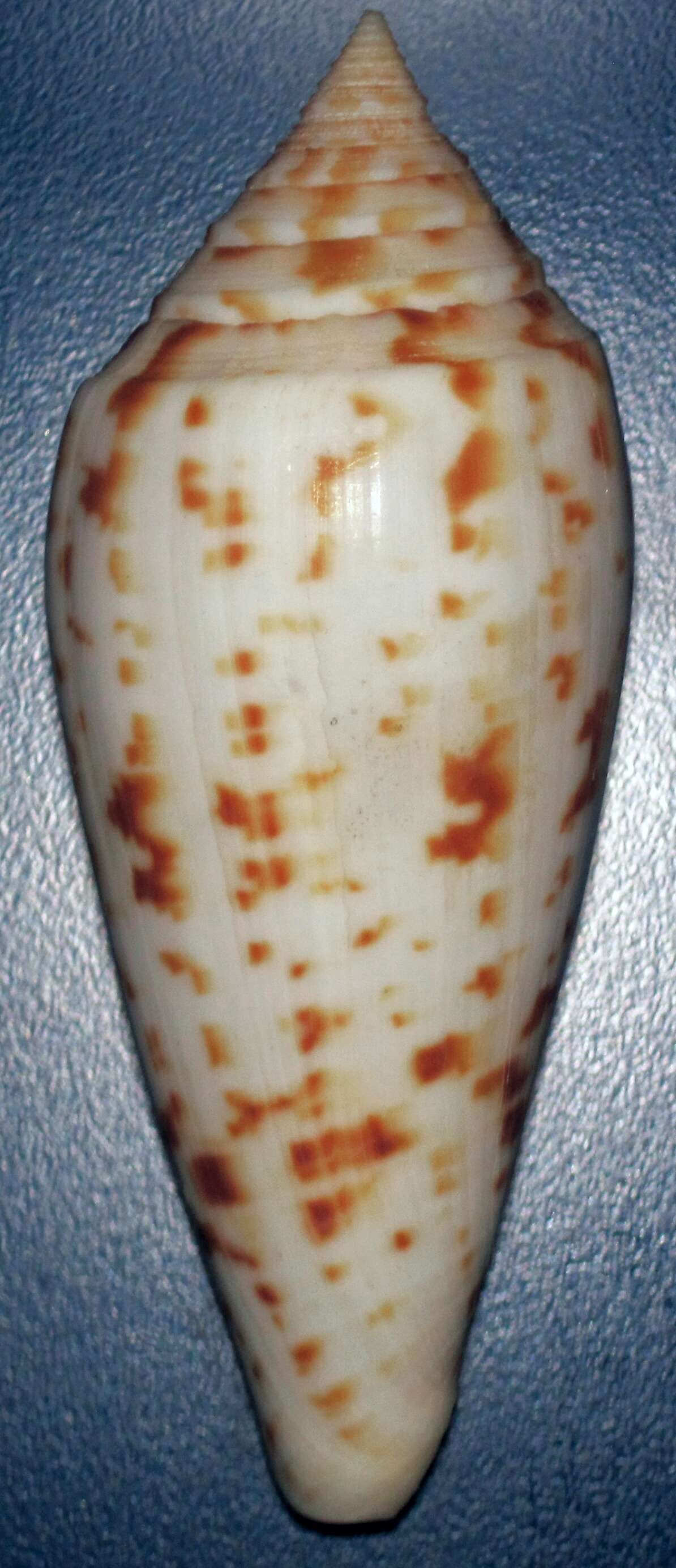 Image of Conus pretiosus G. Nevill & H. Nevill 1874