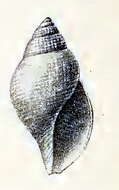 Image of Daphnella buccinulum