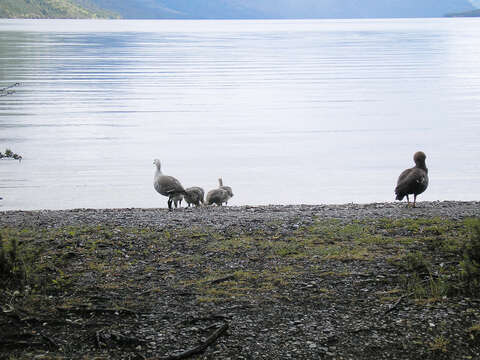 Image of magellan goose, upland goose