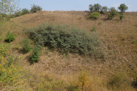 Image of Sea-buckthorn