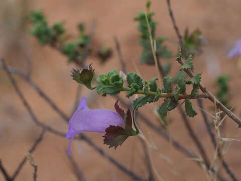 Image of Eremophila flabellata Chinnock