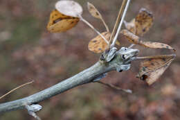 Image of Alpine Laburnum