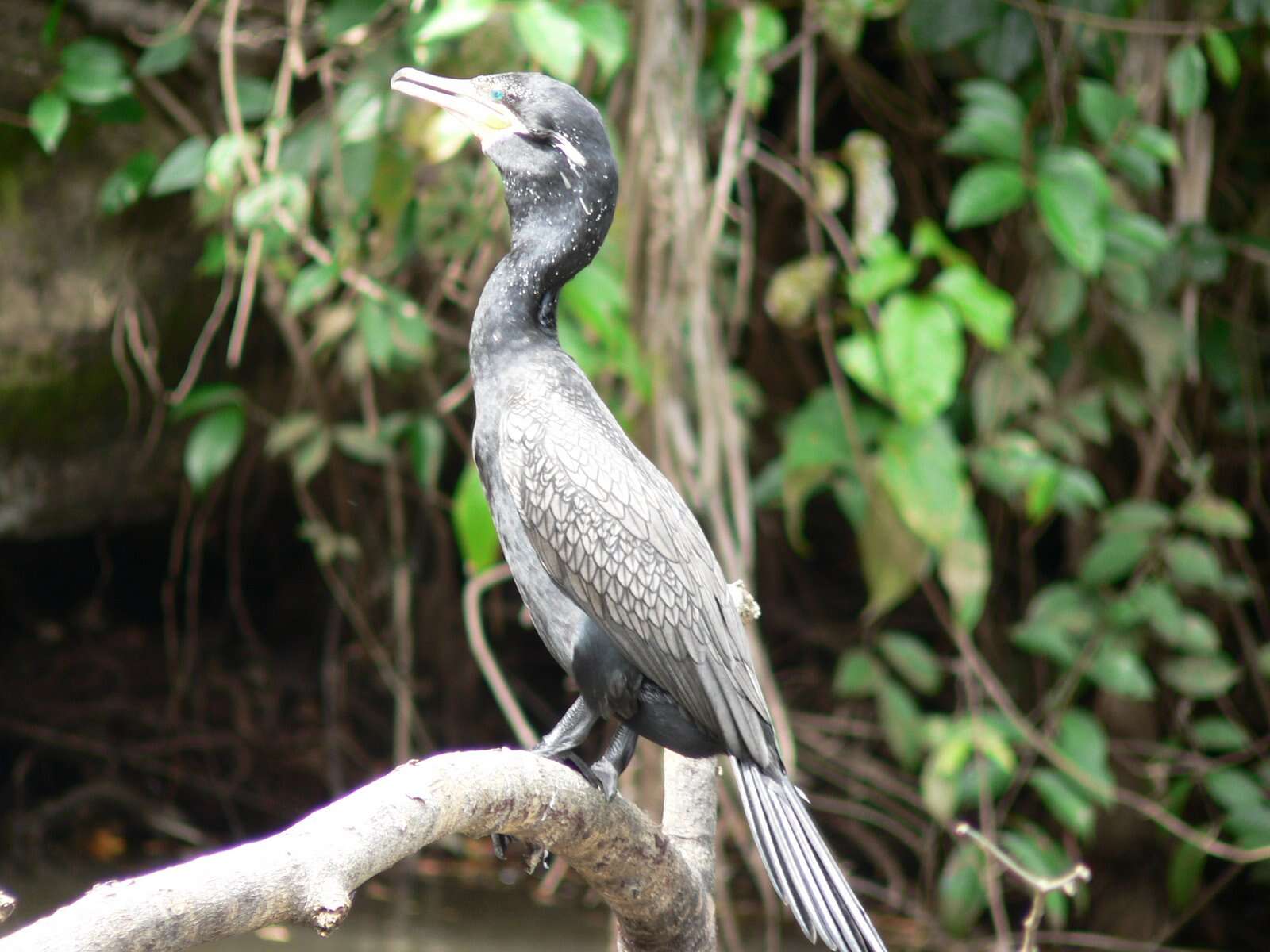 Sivun Nannopterum brasilianum kuva