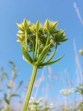 Orlaya grandiflora (L.) Hoffm. resmi