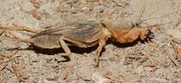 Image of mole crickets