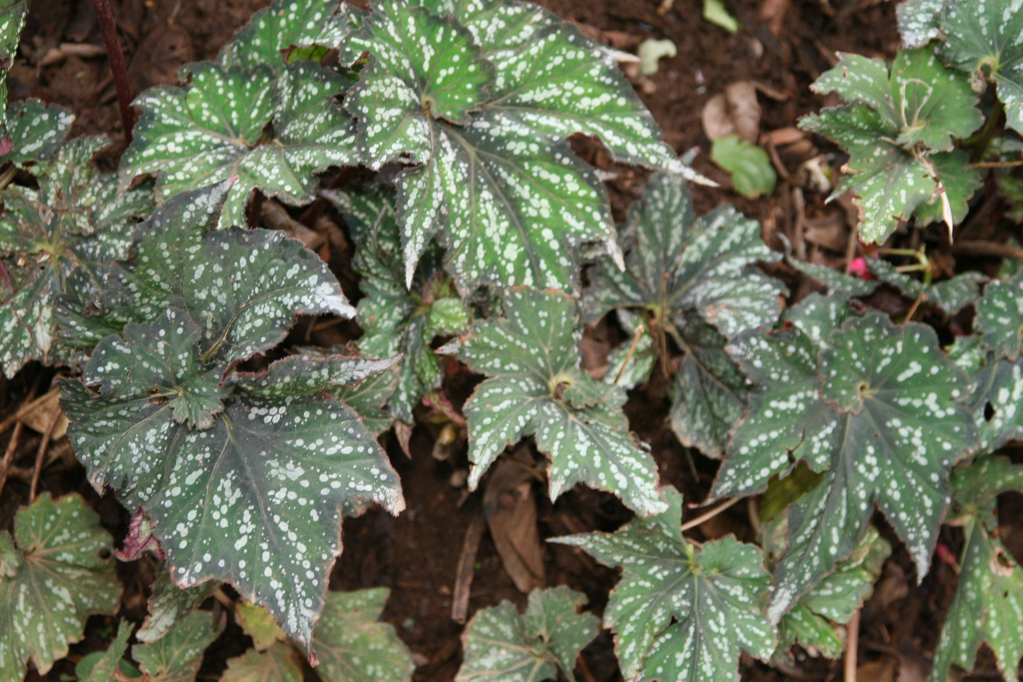 Image of Begonia rex Putz.