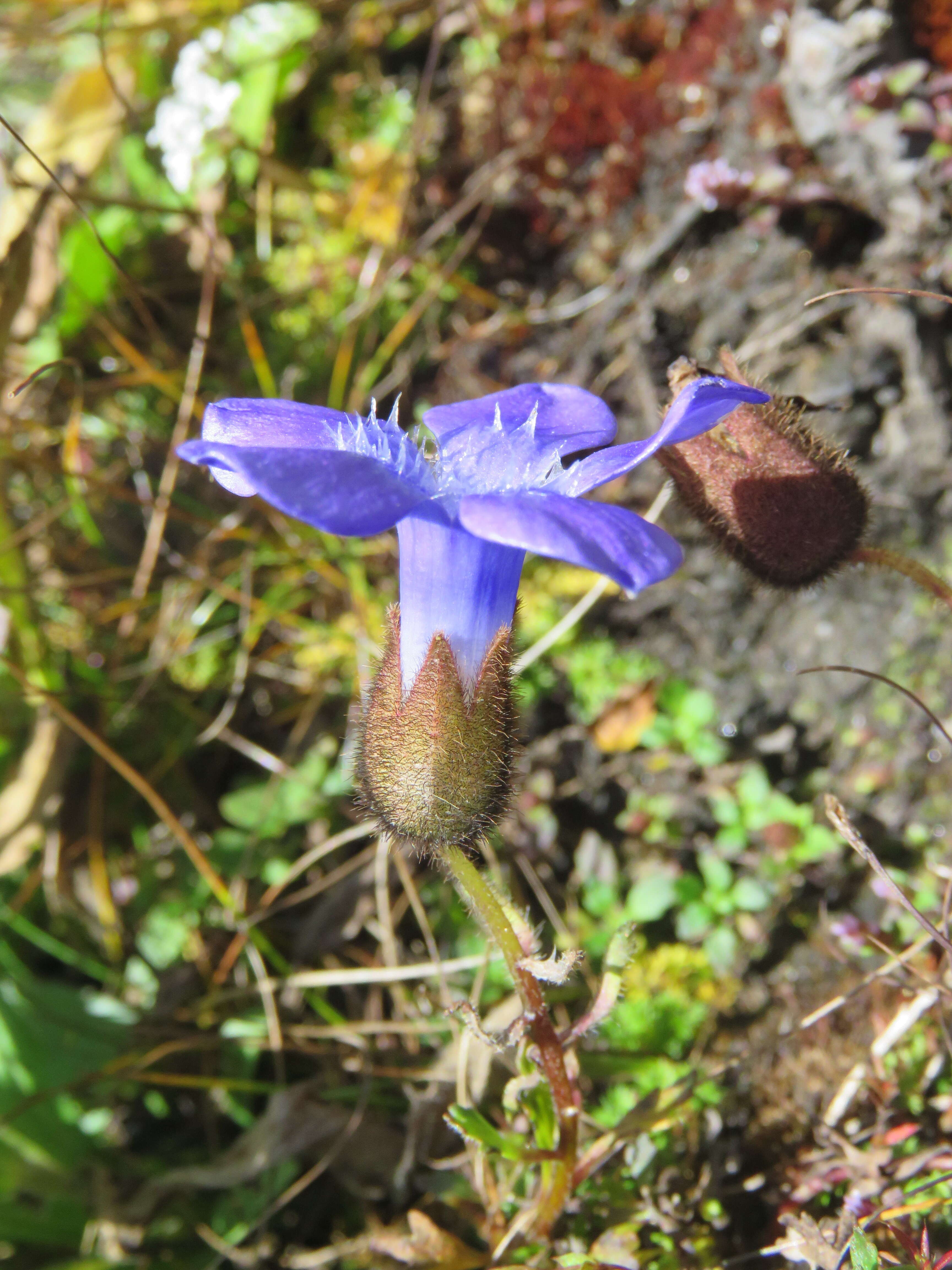 Image of Cyananthus lobatus Wall. ex Benth.