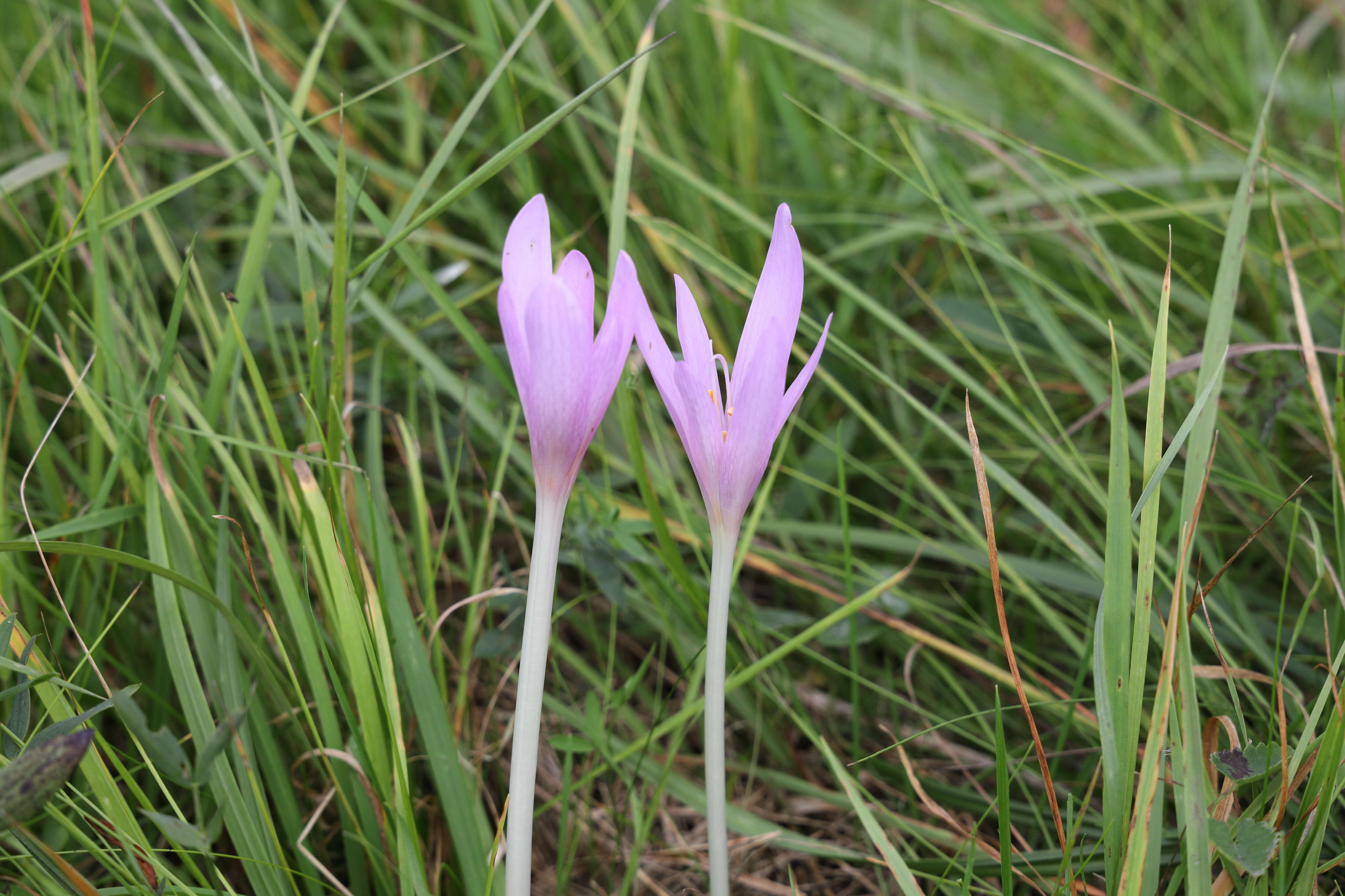 Image of Autumn crocus