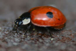 Adalia bipunctata (Linnaeus 1758) resmi