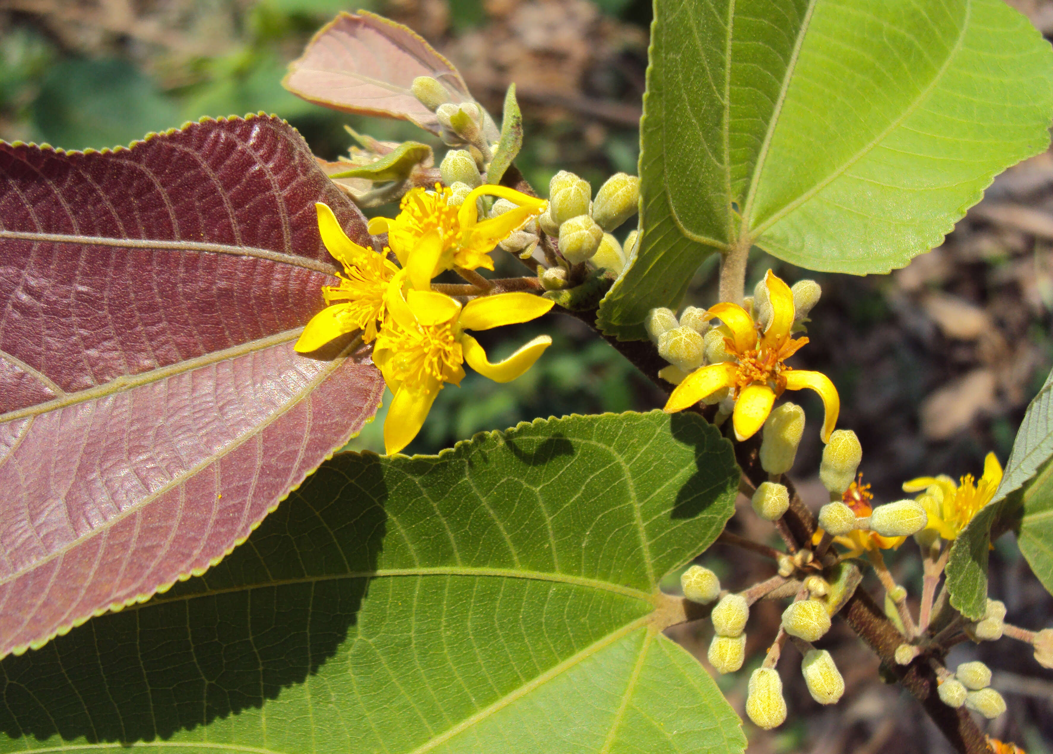 Image of Grewia tiliifolia Vahl