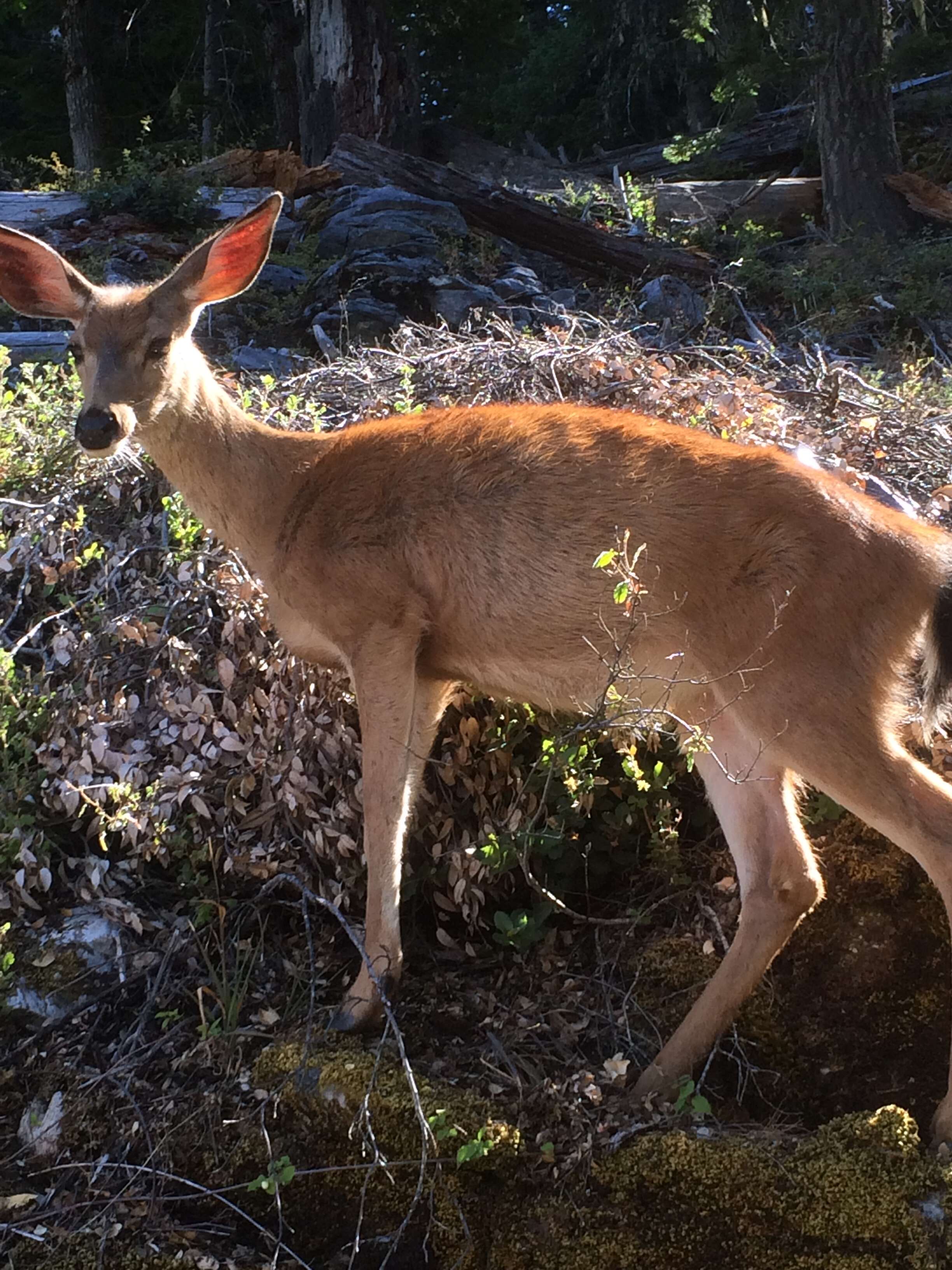 Image of Columbian black-tailed deer