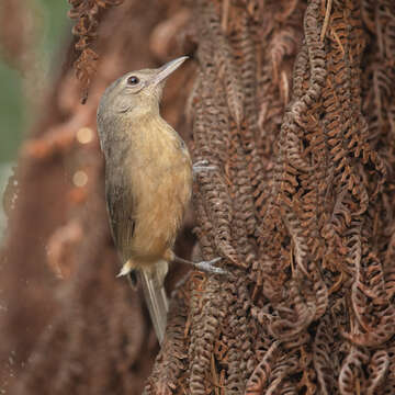 Image of Rufous Shrikethrush