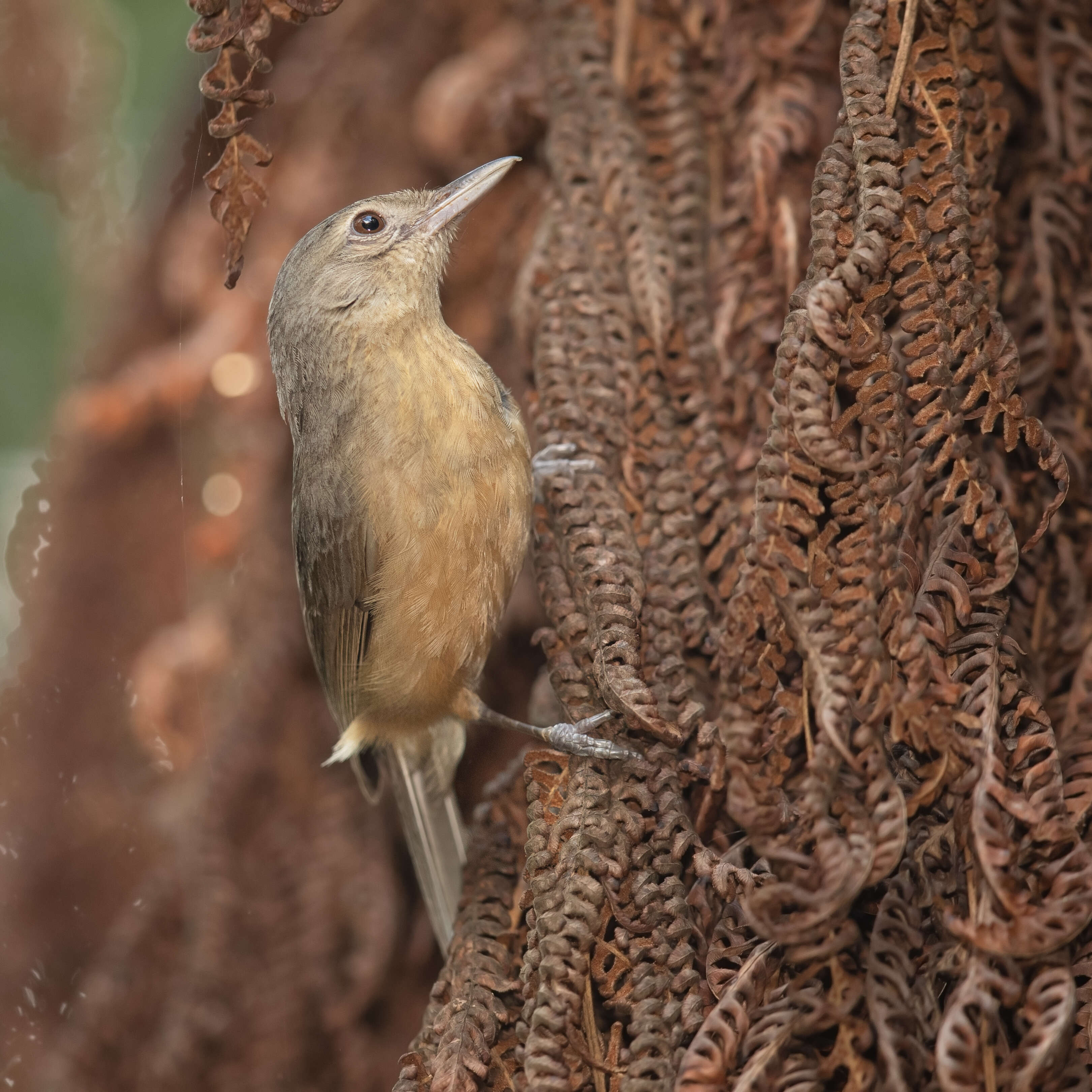 Image of Rufous Shrikethrush