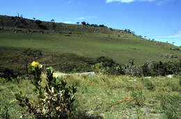 Image of Leucospermum innovans Rourke