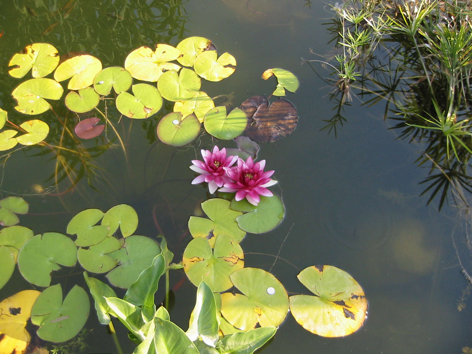 Image of waterlilies