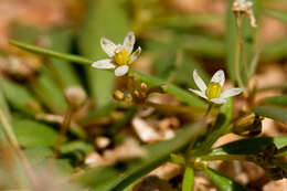 Image of carpetweed