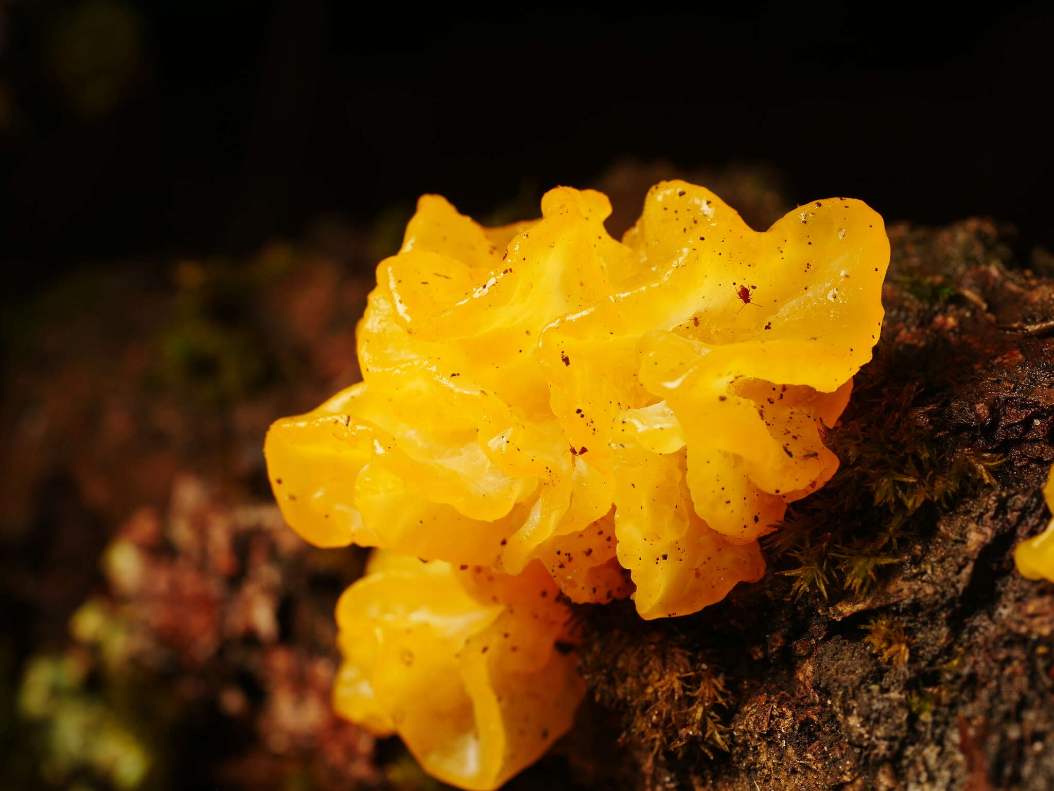 Image of Witches butter