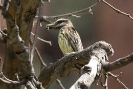 Image of Sulphur-bellied Flycatcher