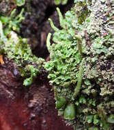 صورة Cladonia coniocraea (Flörke) Spreng.