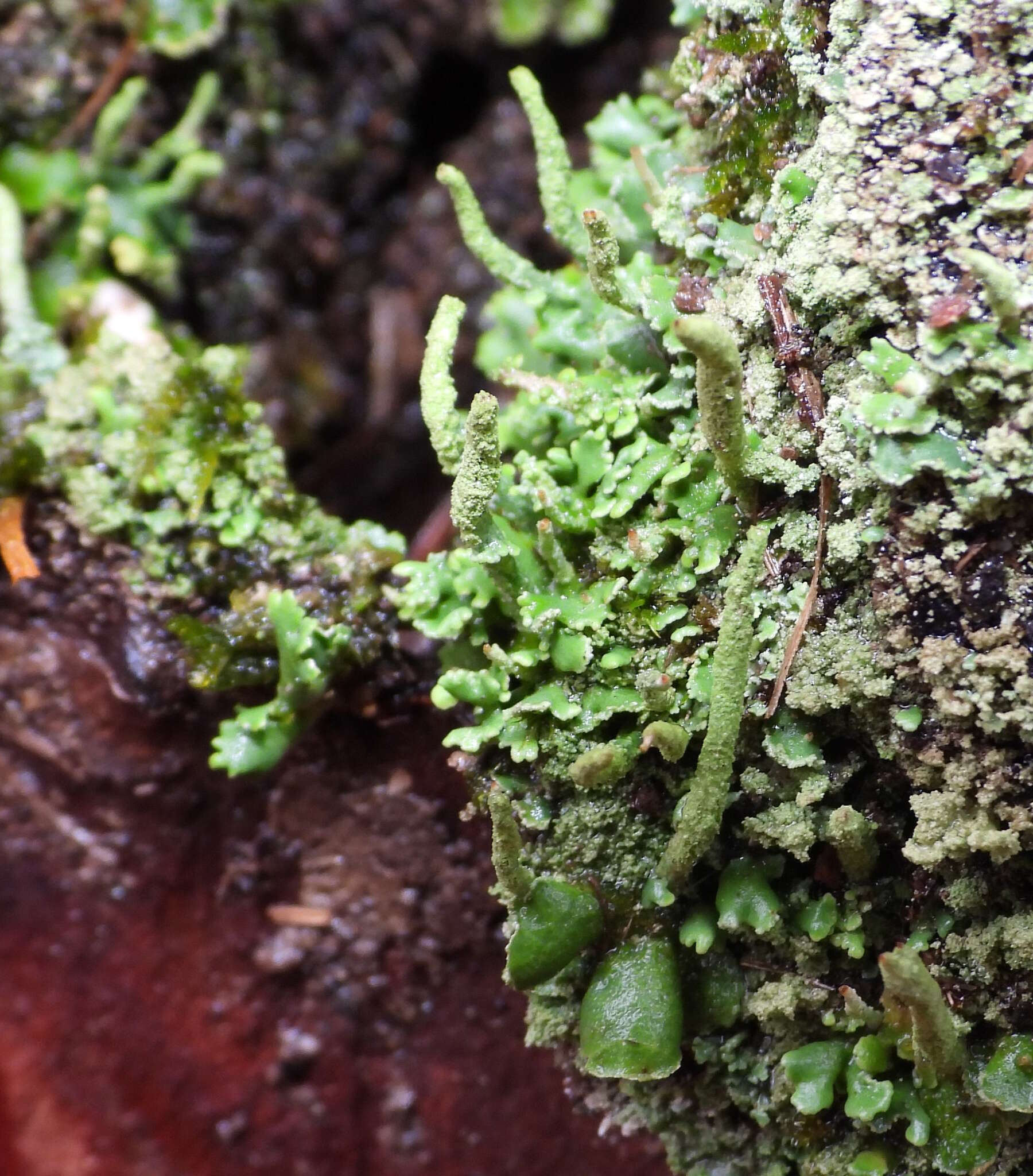 صورة Cladonia coniocraea (Flörke) Spreng.