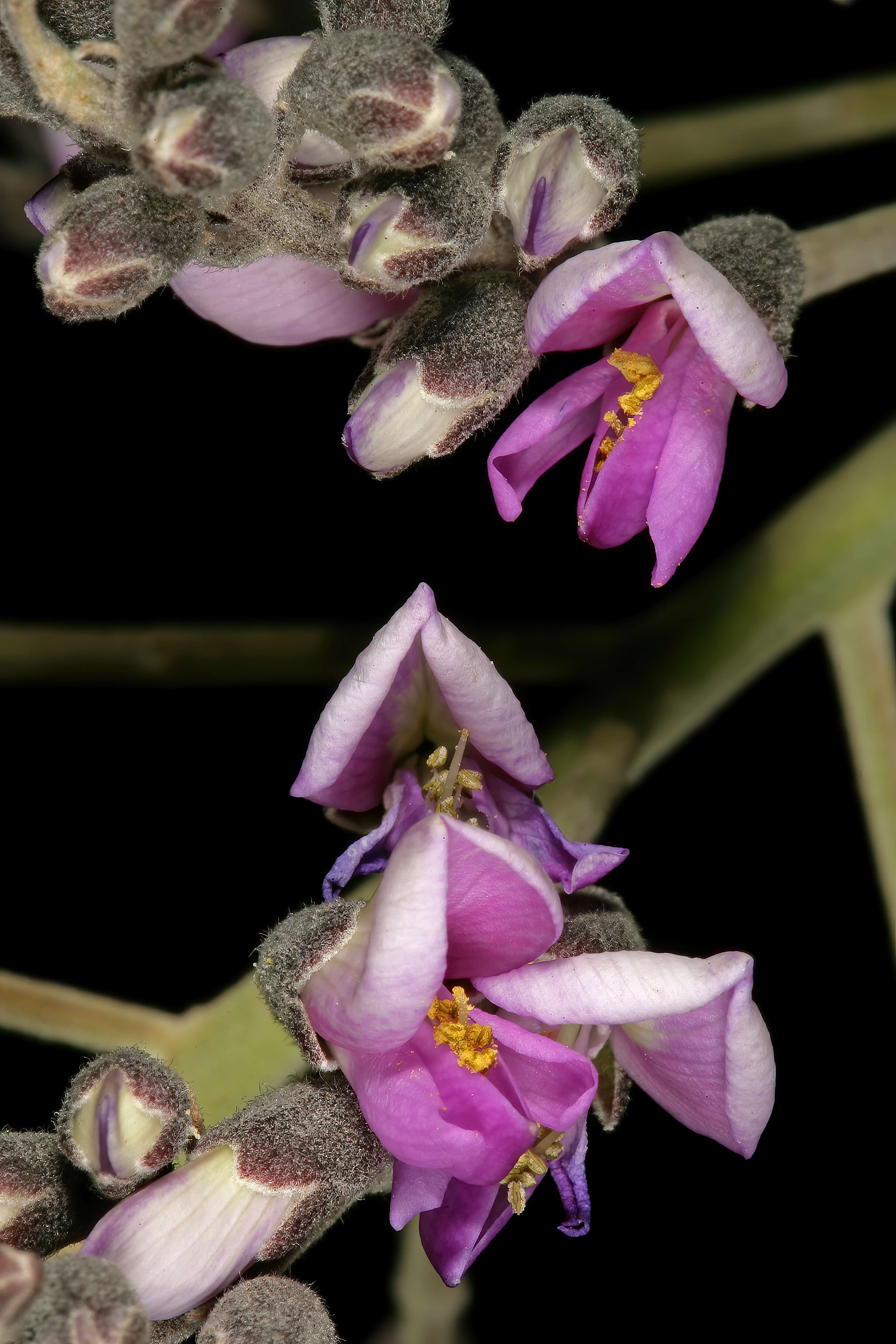 Plancia ëd Philenoptera violacea